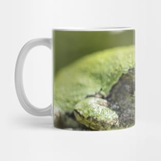 Gray Tree Frog Mug